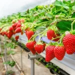 Cómo cultivar fresas hidropónicas en casa (Sin suelo)