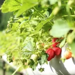 Las 20 mejores plantas para hidroponía: Verduras, hierbas y frutas
