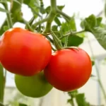 Cultivo de tomate hidropónico en casa