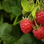Cultivo de frambuesas hidropónicas: Una alternativa frutal para tu sistema