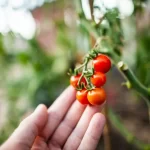Tomates Cherry en sistemas hidropónicos: Guía completa de cultivo