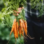 Zanahorias hidropónicas: Técnicas para obtener raíces perfectas