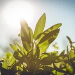 Iluminación solar adecuada para los cultivos hidropónicos