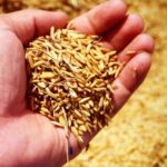 Cáscaras de arroz en hidroponía: ¿Cómo se utilizan como sustrato?