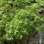 10 cultivos para principiantes: Las mejores hierbas hidropónicas