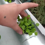 Cultivo de cilantro hidropónico: Guía completa para un cultivo exitoso