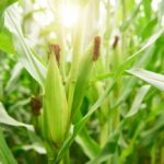 Cultivo de maíz hidropónico: ¿Cómo cultivar maíz en sistemas hidropónicos?
