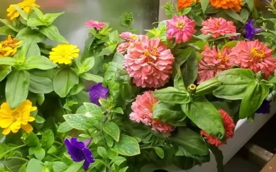 Flores en hidroponía: Cómo cultivar y cuidar tus flores de forma eficiente