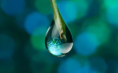 El papel vital del agua en la hidroponía: Fundamentos y consejos prácticos