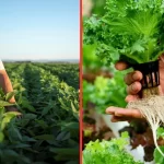 Hidroponia vs cultivo tradicional: ¿Cuáles son las principales diferencias?