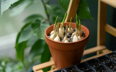 Aprende cómo cultivar ajo hidropónico en macetas