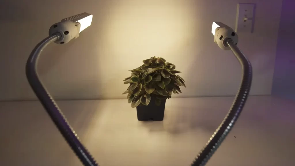 planta recibiendo luz artificial