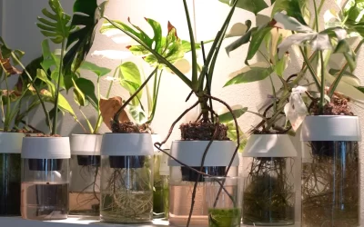 Plantas hidropónicas de interior que prosperan solo con agua