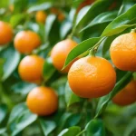 Cómo germinar semillas de mandarina con un sustrato hidropónico