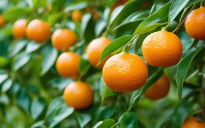 Cómo germinar semillas de mandarina con un sustrato hidropónico