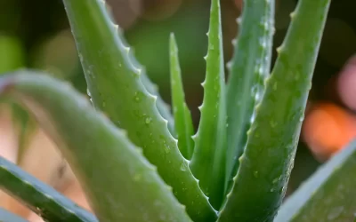 Aloe vera hidropónico: Cómo cultivar y cuidar tu planta sin necesidad de tierra